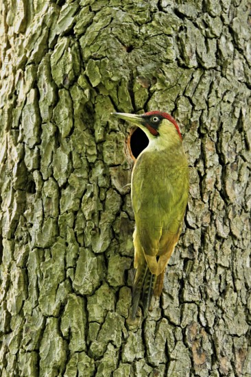 Green woodpecker (Picus viridis), male in front of his breeding cavity on a tree trunk, Canton Zug, Switzerland