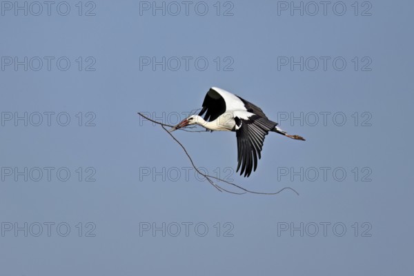 White stork (Ciconia ciconia), with nesting material in its beak in flight, Canton Aargau, Switzerland