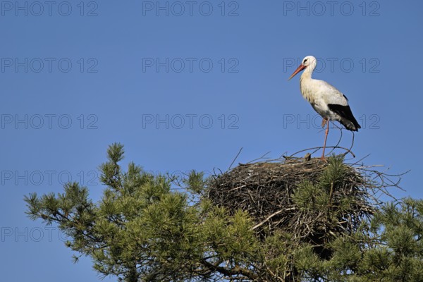 White stork (Ciconia ciconia), standing on eyrie, Switzerland