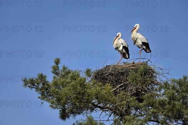 White storks (Ciconia ciconia), pair standing on eyrie, Canton Aargau, Switzerland