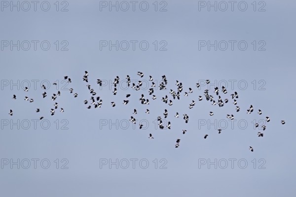 A group of lapwings (Vanellus vanellus) in flight, Flachsee, Canton Aargau, Switzerland