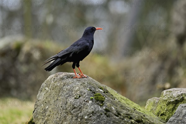 Chough (Pyrrhocorax pyrrhocorax), sitting on a rock, Switzerland