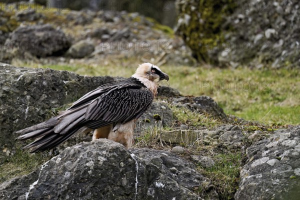 Bearded vulture or lammergeier (Gypaetus barbatus), standing on rock, captive, Canton Schwyz, Switzerland