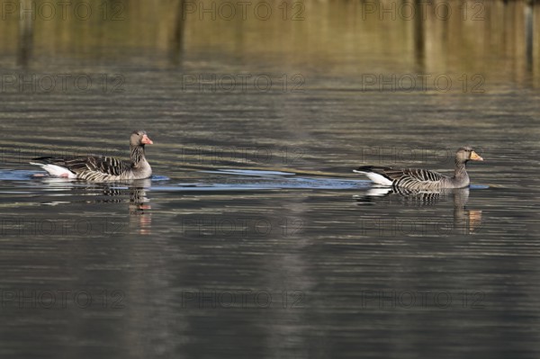 Two greylag geese (Anser anser), swimming on the Flachsee, Canton Aargau, Switzerland