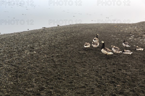 White-fronted geese or barnacle geese (Branta leucopsis), JökulsÃ¡rlÃ³n glacier lagoon, Jökulsarlon, glacial lake, HornafjörÃ°ur, Hornafjördur, south-east Iceland, Iceland