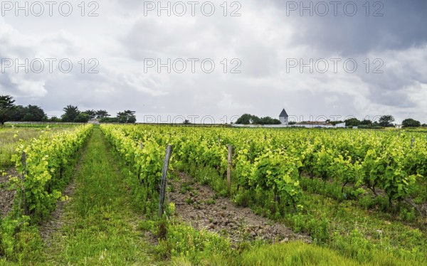 Fields ang Grape plantations, Saint-Clement-des-Baleines, Atlantic, France