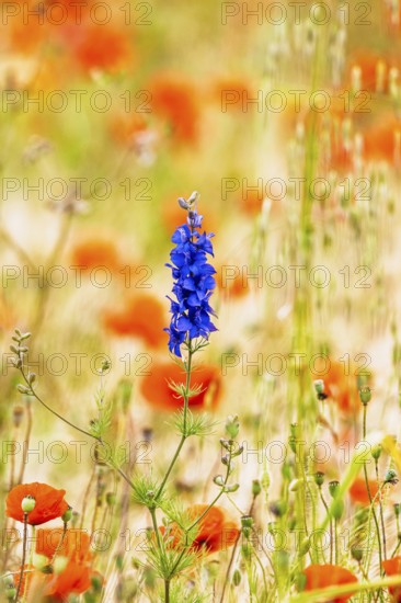 Flower wild meadow