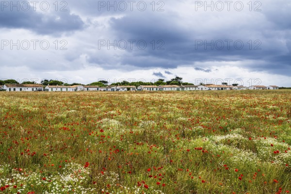 Flower wild meadow from a drone