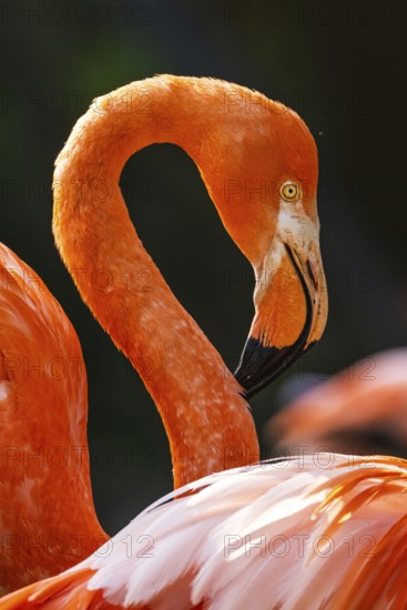 American flamingo, Phoenicopterus ruber, group of birds