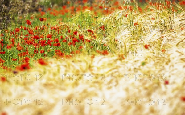 Red poppies in the cereal field, France