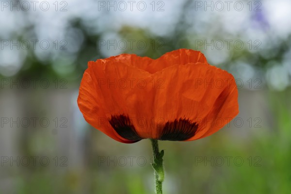 Bright red poppy flower in front of blurred background, delicate petals and green stem in focus, garden poppy (Papaver), MÃ¼nsterland, North Rhine-Westphalia, Germany