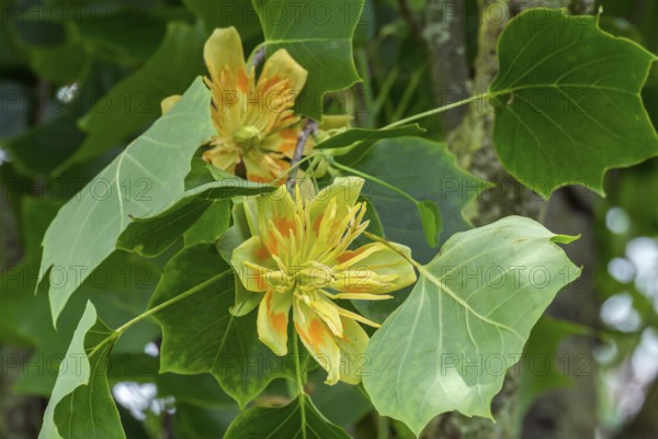 Blossom of the tulip tree (Liriodendron tulipifera), Netherlands