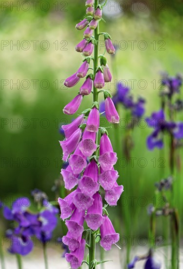 Foxglove (Digitalis purpurea) and Siberian iris, Netherlands
