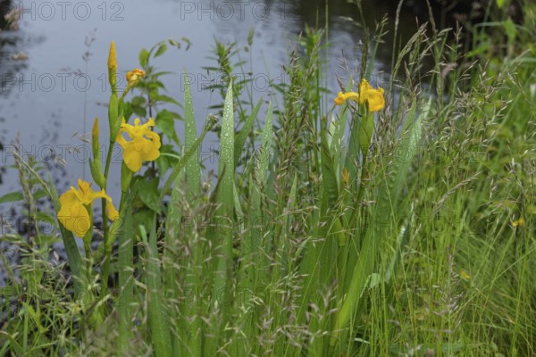 Blooming marsh irises (Iris pseudacorus) at a pond, raindrops, Netherlands