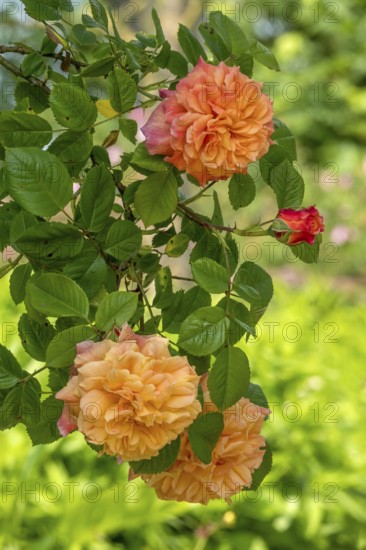 Rose (Rosa sp.), climbing rose in shades of red and yellow, Netherlands