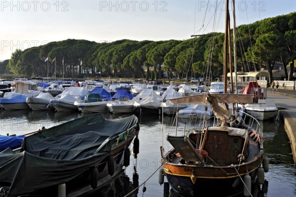 Sailing boats, boats and yachts in the marina of Bolsena, Porto Turistico di Bolsena, pine avenue, Lake Bolsena, Lago di Bolsena, volcanic crater lake, Bolsena, Province of Viterbo, Lazio, Italy