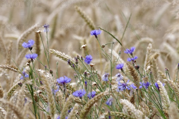 Wheat (Triticum), cornflower (Centaurea cyanus), cornfield, blue, agriculture, ears, harvest time, Germany