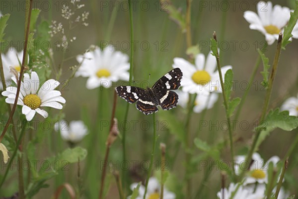 Land carat (Araschnia levana), summer generation, open wings, daisies, garden, flowering, The butterfly sucks nectar from the flowers of the white daisy