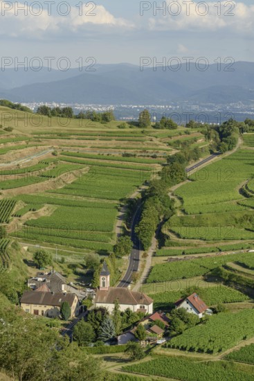 Het uitzicht toont een schilderachtig dorp omringd door uitgestrekte wijngaarden op de heuvels, met een kronkelige Weg die door het landschap slingert tijdens de namiddag. Vogtsburg im Kaiserstuhl, Germany