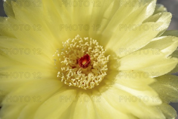 In a woestijnachtige omgeving bloeit een gele cactusbloem. The opvallende felrode stamper stands in the centre and merges into the zone light. Het is ochtend en de natuur lijkt levendig. Bas Rhin, Alsace, France