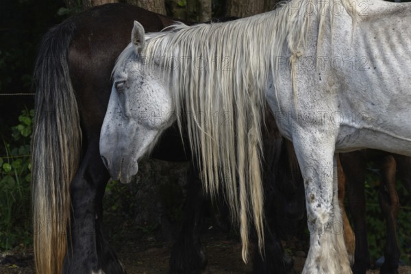 A white pair with long, golden manes are found between a large group of thick and brown pairs. Het is een zonnige dag en de dieren zijn ontspannen in het gras. Bas Rhin, Alsace, France