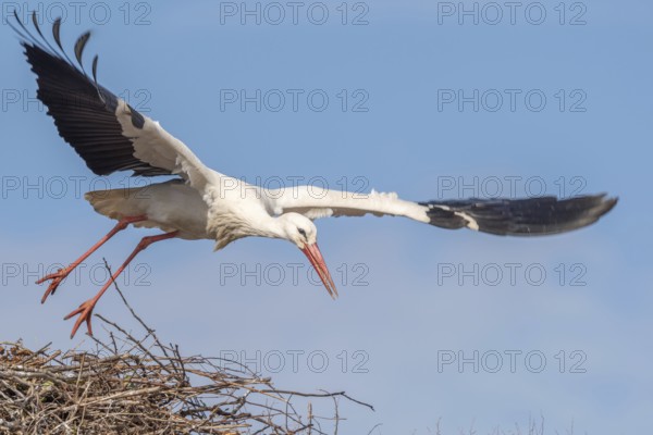 Een witte Ooievaar met zwarte vleugelpunten vliegt over een groot nest, met oranje poten uitgestrekt, tegen een heldere blauwe hemel op een zonnige dag. Bas Rhin, Alsace, France