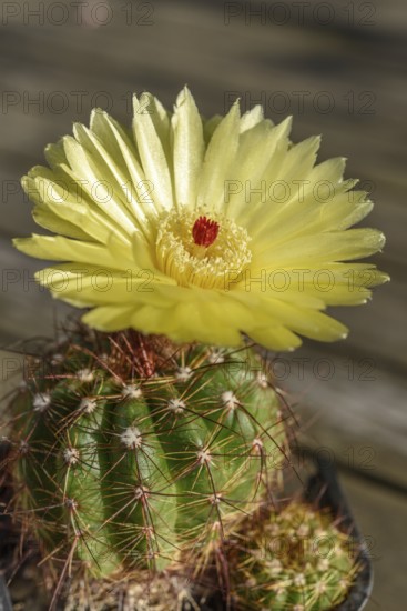 Een cactusplant in de zon bloeit met een heldere gele bloem en een klein rood hart. The cactus is round and large, covered with stems. The flower is in front of the plant. Bas Rhin, Alsace, France