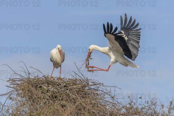 On a heroic day in the Netherlands, two ooievaars come to their nest. Een ooievaar brengt takken en gras om het nest te versterken, terwijl de ander toeziet. Bas Rhin, Alsace, France