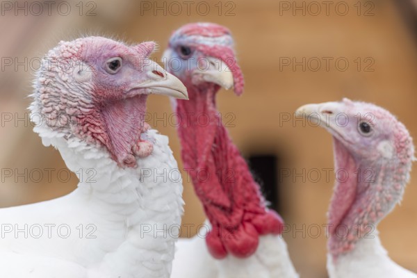 Three kalkoenen met witte veren en roze hoofden staan dicht bij elkaar. Bas Rhin, Alsace, France