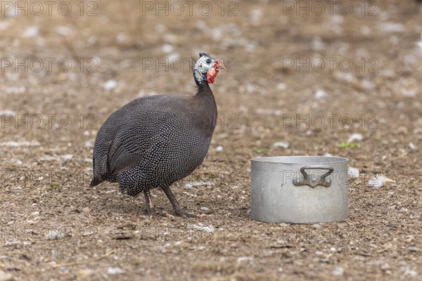 Een grote, gevlekte Helmguinea staat rechtop in een buitenruimte. There is a silver-coloured metal frame on the back. De ondergrond is droog en stoffig, met lichte veren. Bas Rhin, Alsace, France