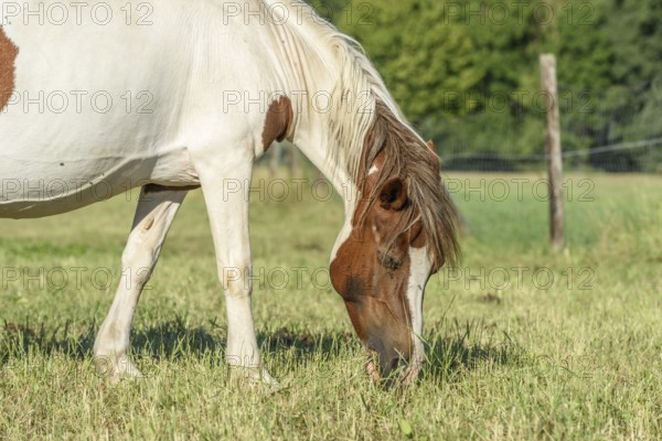 Een paard met een bruin-witte vacht staat op een groene weide en eet gras. De zon schijnt en de bossen zijn op de achtergrond te zien in de late namiddag. Bas Rhin, Alsace, France