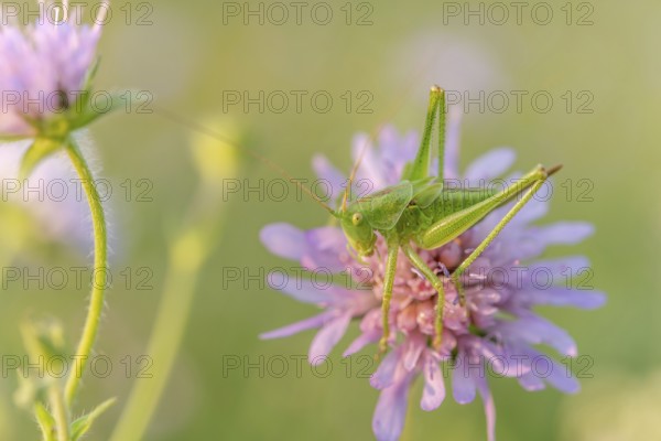 A large sprinkhaan is located a few metres above the ground and is framed by the delicate colours of the Leine. Nature shows its most beautiful and varied side in this rustic setting. Bas Rhin, Alsace, France