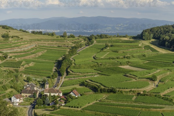 Het uitzicht toont een schilderachtig dorp omringd door uitgestrekte wijngaarden op de heuvels, met een kronkelige Weg die door het landschap slingert tijdens de namiddag. Vogtsburg im Kaiserstuhl, Germany