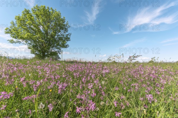 A wide open field with small flowers stretches out under a bright blue light. An enkele groene boom staat trots midden in het landschap