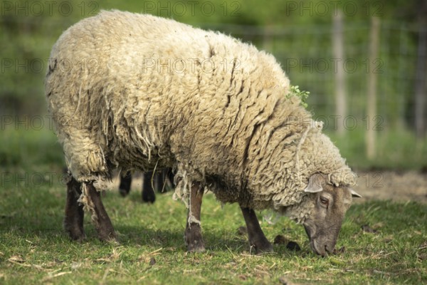 Een dik, wollig schaap staat in een groene weide en graast rustig op een zonnige ochtend. Op de achtergrond zijn andere schapen en een hekje zichtbaar