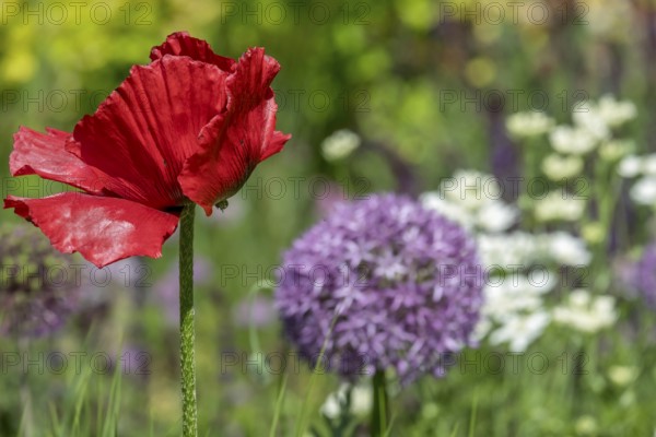 Red poppy flower in the foreground, surrounded by purple and white flowers in a lively spring garden, garden poppy (Papaver), MÃ¼nsterland, North Rhine-Westphalia, Germany