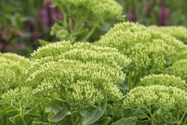 Green sedum plants with dense leaves in a garden full of vibrancy, stonecrop, MÃ¼nsterland, North Rhine-Westphalia, Germany