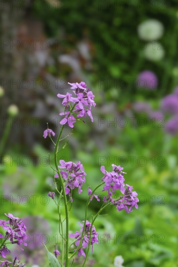 Golden varnish, Erysimum, Bowles Mauve variety, North Rhine-Westphalia, Germany