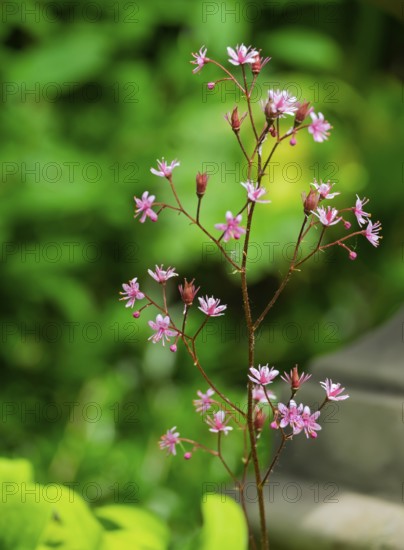 Porcelain flower (Saxifraga Ã— urbium), flower, MÃ¼nsterland, North Rhine-Westphalia, Germany