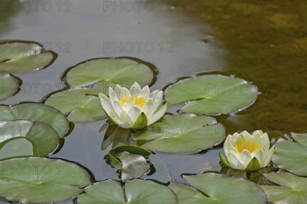 European white water lily (Nymphaea alba), MÃ¼nsterland, North Rhine-Westphalia, Germany