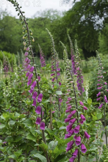 Foxglove (Digitalis purpurea) with raindrops, Netherlands