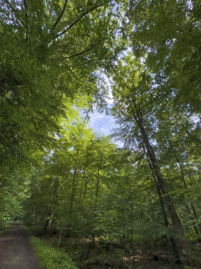 Shady shady trees with green leaves in mixed forest, Germany
