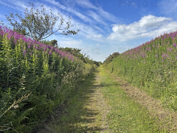 A path between flowering plants under a sunny sky with light clouds, old railway line turned wall path, Aberdeenshire, Fraserburgh, Scotland, United Kingdom