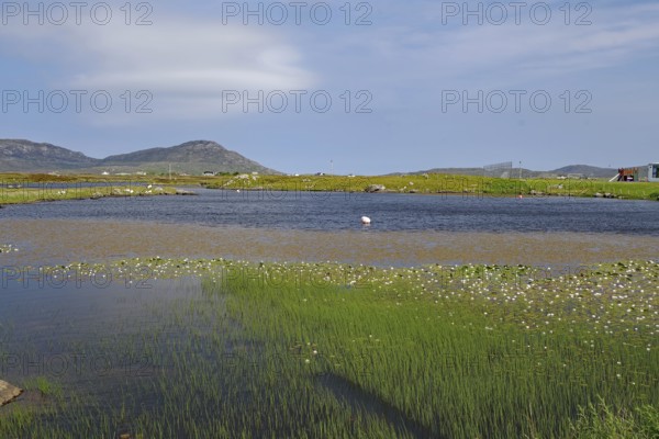Shallow lagoon with grassy shores and water lilies, framed by hills under a sunny sky, Outer Hebrides, South Uist, Scotland, United Kingdom