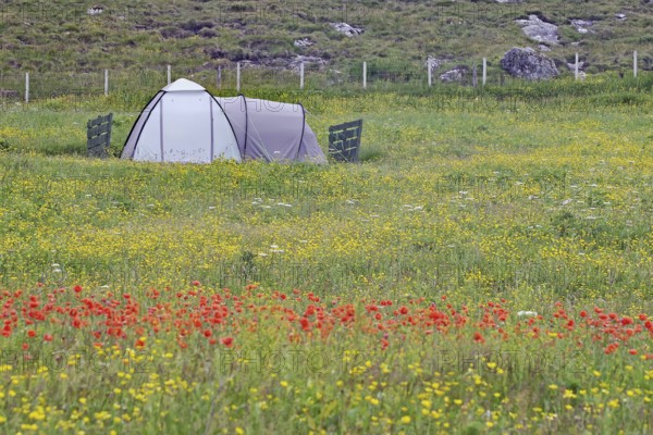 A tent stands in the middle of a colourful meadow of flowers on a green field in the open air, campsite, Outer Hebrides, Isle of Barra, Scotland, United Kingdom