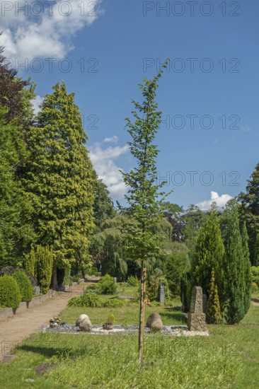 Under-tree burial, resting place, accessible place, Lutheran cemetery, Heisfelder StraÃŸe, Leer, East Frisia, Germany