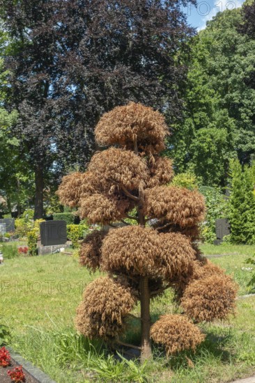 Drought, dried out thuja tree, green area, Lutheran cemetery, Heisfelder StraÃŸe, Leer, East Frisia, Germany