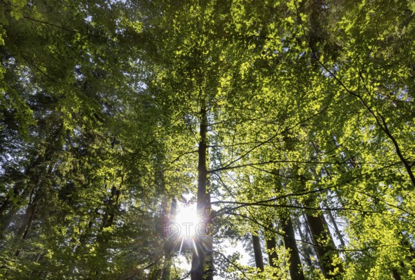 Hornbeam, Carpinus betulus, beech forest with green leaves in the sun, Upper Austria, Austria