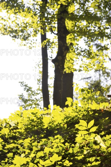 Hornbeam, Carpinus betulus, beech forest with green leaves in the sun, Upper Austria, Austria