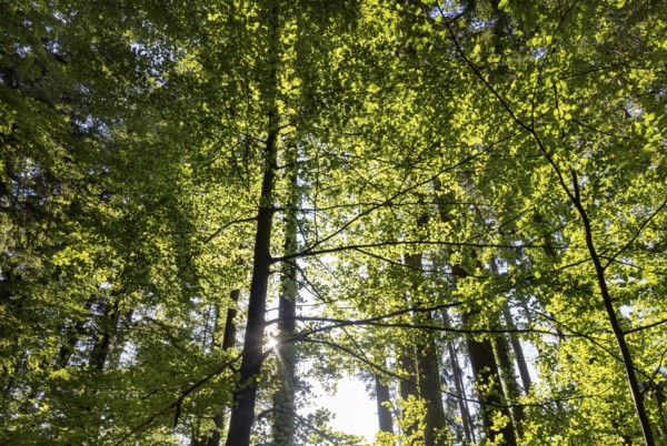 Hornbeam, Carpinus betulus, beech forest with green leaves in the sun, Upper Austria, Austria